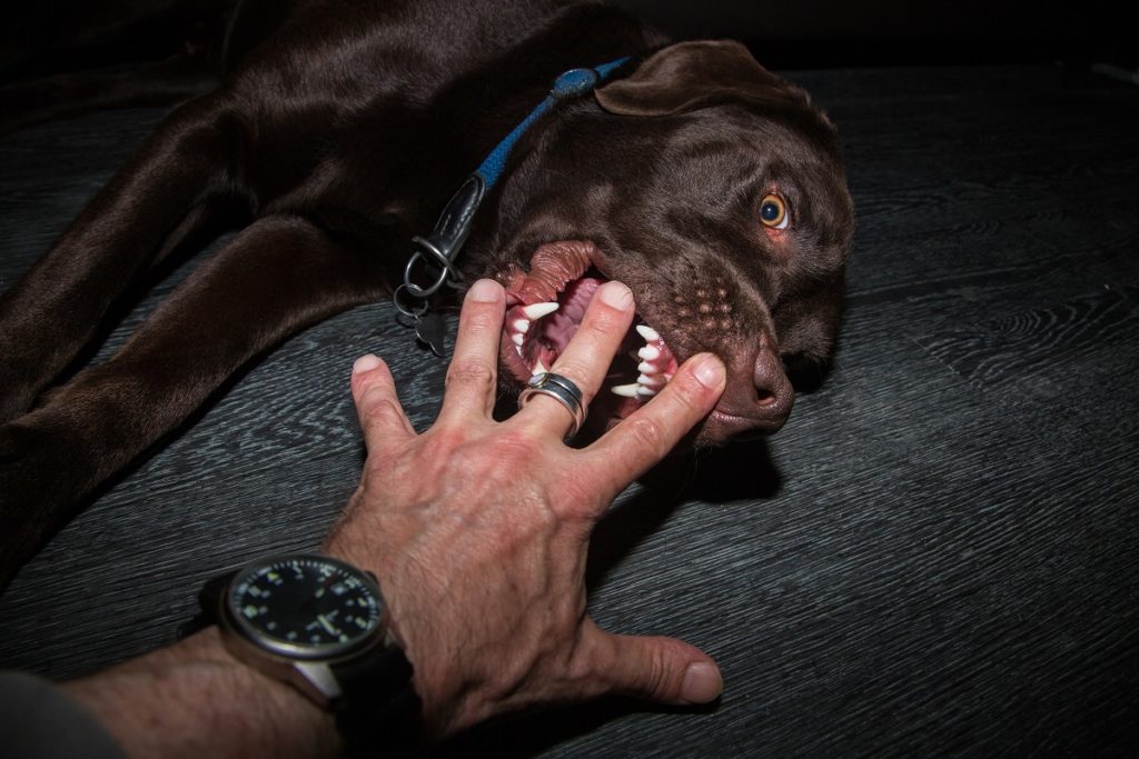 Dog about to bite the man's finger
